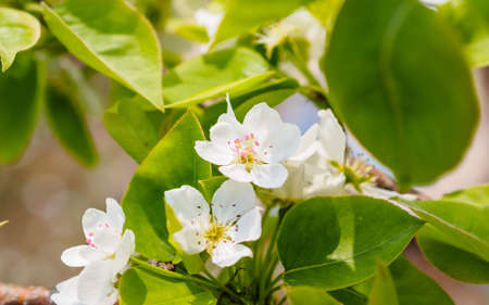 Spring flowers series, pear blossom in fieldの写真素材