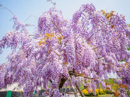 Spring flowers series, purple Wisteriaの写真素材