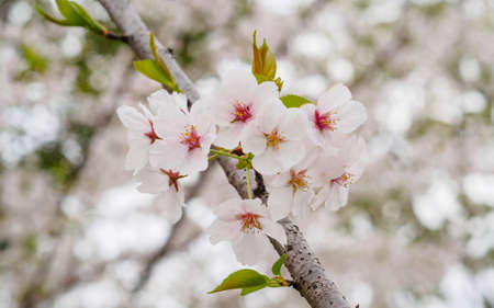 Spring flowers series, beautiful Cherry blossom , pink sakura flowersの写真素材