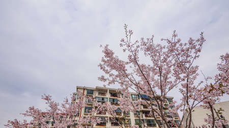 Spring flowers series, beautiful Cherry blossom , pink sakura flowers