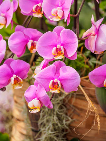 Beautiful orchid - phalaenopsis, against natural green in greenhouseの写真素材