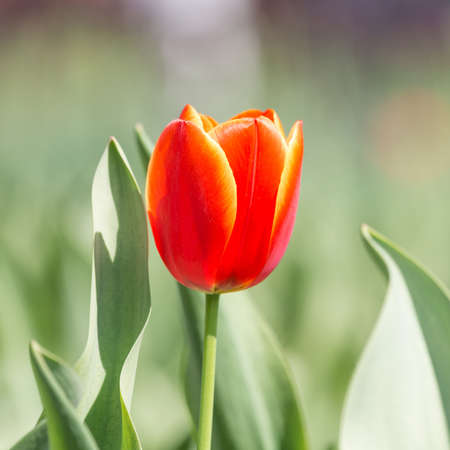 Spring flowers series, red tulips against strong sun shine with the amazing transparent petalsの写真素材