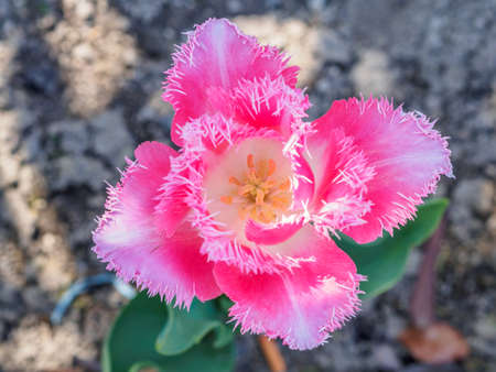 Spring flowers series, pink tulips against strong sun shine with the amazing transparent petals