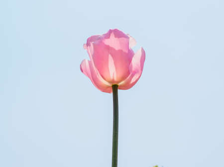 Spring flowers series, pink tulips against strong sun shine with the amazing transparent petals