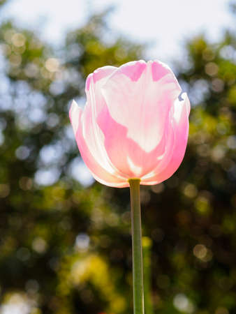 Spring flowers series, pink tulips against strong sun shine with the amazing transparent petalsの写真素材