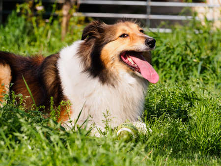 Dog, Shetland sheepdog, collie, smile with big mouth, she was waiting for ball retrieving.の写真素材