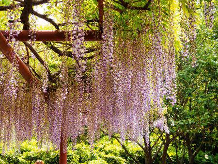 Spring flowers series,  Wisteria trellis, it is a genus of flowering plants in the pea family, Fabaceaeの写真素材