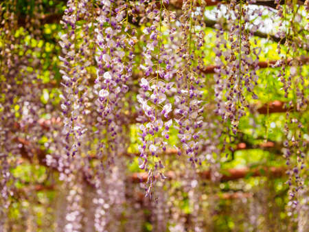 Spring flowers series,  Wisteria trellis, it is a genus of flowering plants in the pea family, Fabaceaeの写真素材