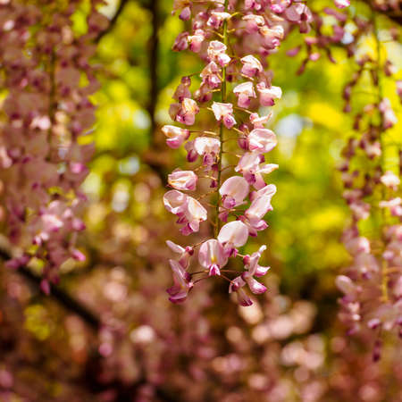 Spring flowers series,  Wisteria trellis, it is a genus of flowering plants in the pea family, Fabaceaeの写真素材