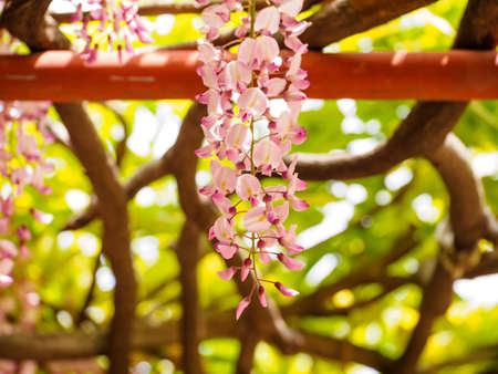 Spring flowers series,  Wisteria trellis, it is a genus of flowering plants in the pea family, Fabaceaeの写真素材