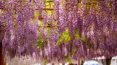 Spring flowers series,  Wisteria trellis, it is a genus of flowering plants in the pea family, Fabaceaeの写真素材