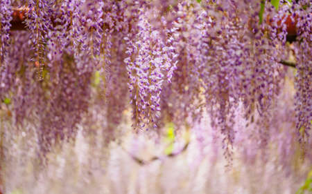 Spring flowers series,  Wisteria trellis, it is a genus of flowering plants in the pea family, Fabaceaeの写真素材