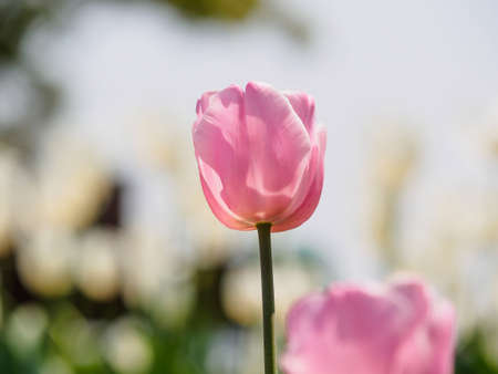 Spring flowers series, pink tulips against strong sun shine with the amazing transparent petalsの写真素材