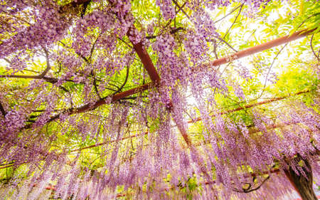 Spring flowers series,  Wisteria trellis, it is a genus of flowering plants in the pea family, Fabaceaeの写真素材