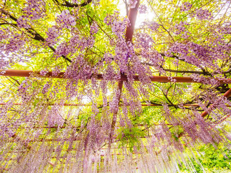 Spring flowers series,  Wisteria trellis, it is a genus of flowering plants in the pea family, Fabaceaeの写真素材