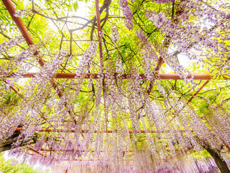 Spring flowers series,  Wisteria trellis, it is a genus of flowering plants in the pea family, Fabaceaeの写真素材