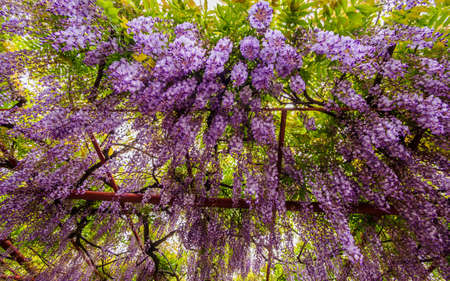 Spring flowers series,  Wisteria trellis, it is a genus of flowering plants in the pea family, Fabaceaeの写真素材