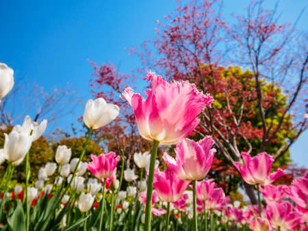 Spring flowers series, pink tulips with jaggy petals against strong sun shine, very charming...