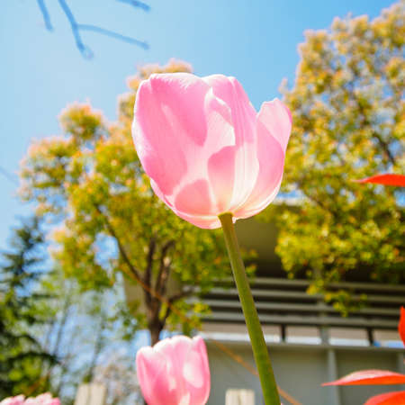 Spring flowers series, pink tulips against strong sun shine with the amazing transparent petals