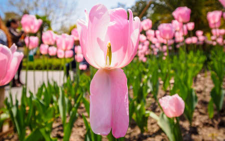 Spring flowers series, pink tulips against strong sun shine with the amazing transparent petalsの写真素材