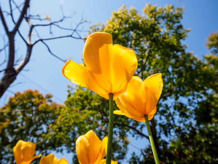 Spring flowers series, yellow tulips against strong sun shine with the amazing transparent petalsの写真素材