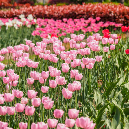 colorful tulips in sun shineの写真素材