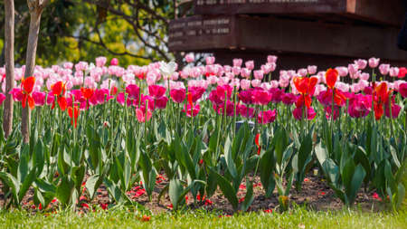 Red tulips in sun shineの写真素材