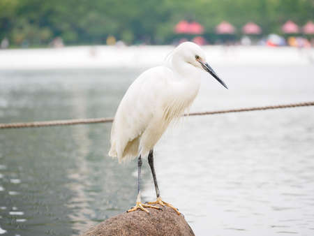 Snowy Egret (Egretta thula) Standing on rocks in the water, Shanghai, Chinaの写真素材