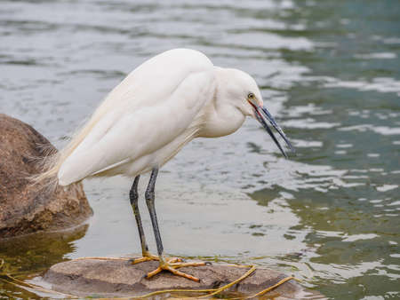 Snowy Egret (Egretta thula) Standing on rocks in the water, Shanghai, Chinaの写真素材