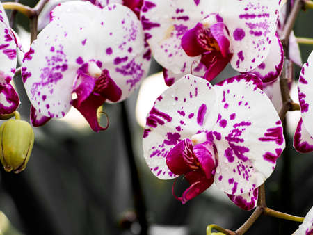 orchidsの写真素材