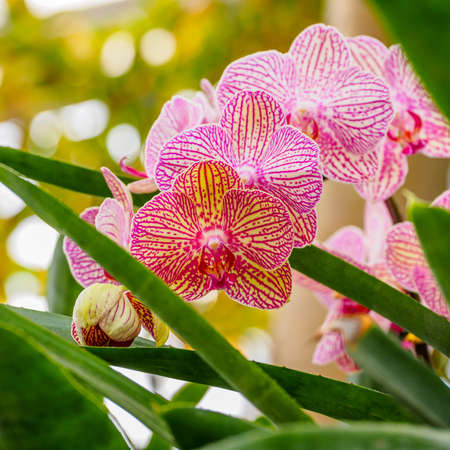 orchidsの写真素材