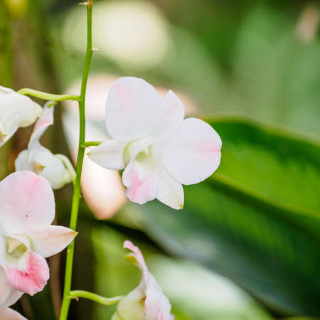 orchidsの写真素材