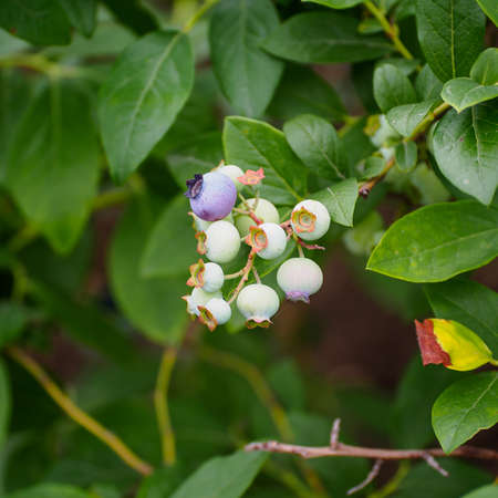 Blueberry plant growing naturaly as a symbol of healthy eating concept as a blue berry nature icon of a health focused lifestyle with fresh organic berry fruit that is high in antioxidants.の写真素材