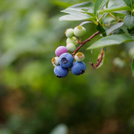 Blueberry plant growing naturaly as a symbol of healthy eating concept as a blue berry nature icon of a health focused lifestyle with fresh organic berry fruit that is high in antioxidants.の写真素材