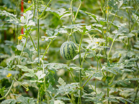 Organic agriculture, watermelon planting new approach, watermelon hanging on vine in the greenhouseの写真素材