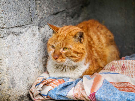 Ginger cat with huge fluffy fur lying on her bed, actually she has only one leg left, so she can't go anywhere.の写真素材