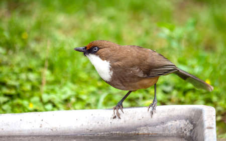 Small brown bird looking around in nature