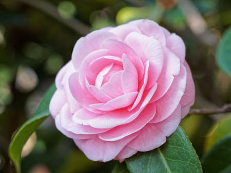 Blossoms of pink camellia , Camellia japonicaの写真素材