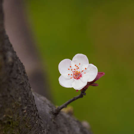 Spring flowers series: Prunus cerasifera or common names cherry plum and myrobalan plum branch with...