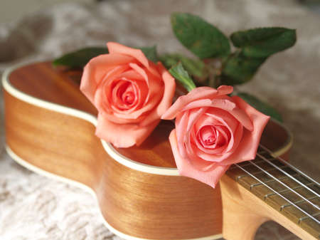 Roses on ukulele, Love, Valentines concept.の写真素材