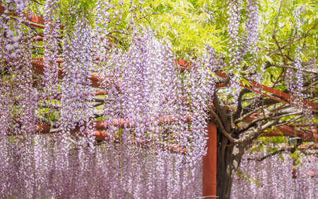 Spring flowers series, wisteria trellis in gardenの写真素材