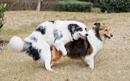 Two sheepdog making love, funny expressions.の写真素材