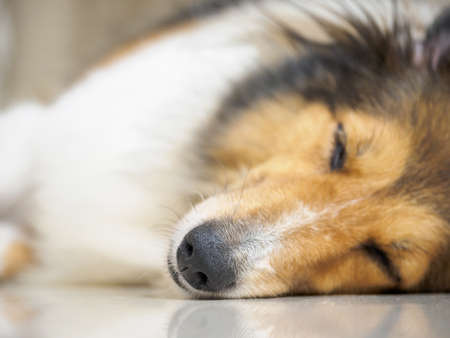 Close-up face of cute sheepdog sleep on one's side (lean) with eyes closed, focus on nose, Shallow Depth of Fieldの写真素材