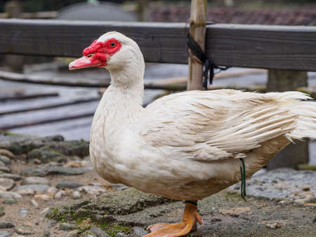 White duck with red nose standing on ground.の写真素材