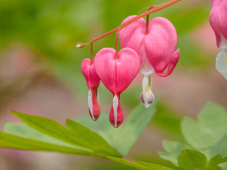 Spring flowers series, Bleeding Heart flower, Dicentra spectabilisの写真素材