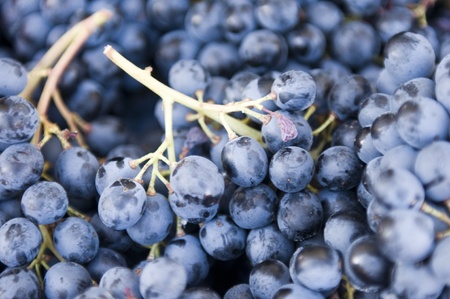 A bunch of red grapesの写真素材