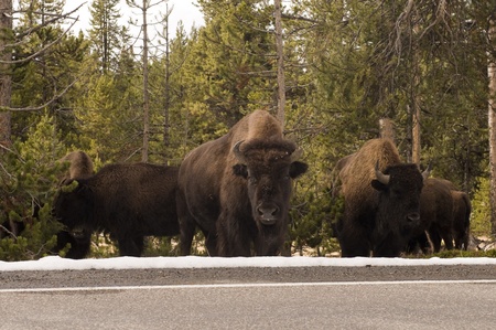 Buffalo crossing the road
