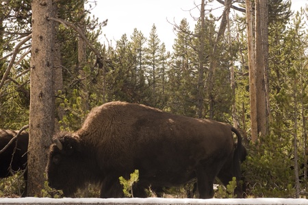 Walking buffalo