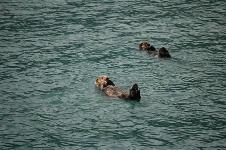 Oter near Seward in Resurrection Bay, Alaskaの写真素材