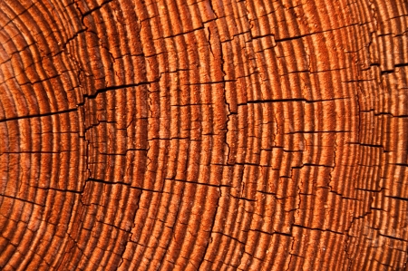 Timber background close upの写真素材